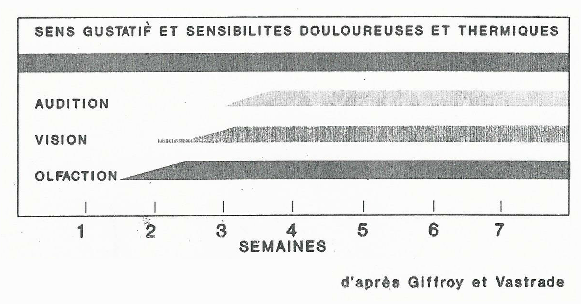 Capacité sensorielle du chiot